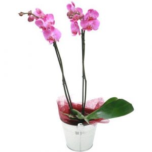 belle orchidée pour vos compositions florales