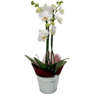Phalaenopsis ou orchidée papillon