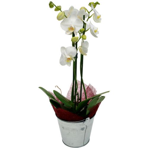 orchidée facile d'entretien et qui dure dans le temps