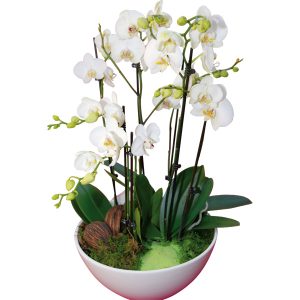 Orchidée blanche en coupe Blandine
