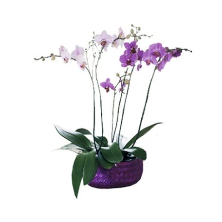 cadeau floral une belle orchidée